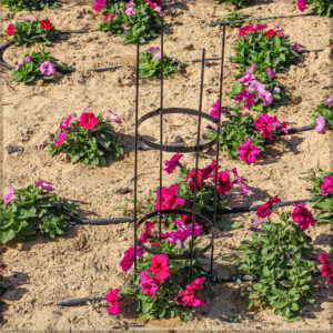 Garden Trellis for Supporting Climbing Plants - Image 3