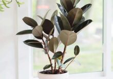 Rubber Plant