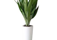 Aspiradas in White Pot