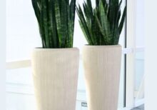 Snake Plant