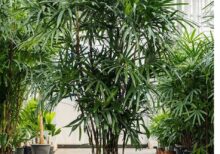 Lady Palm