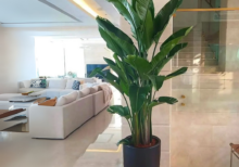 Birds of Paradise Plant