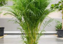 Areca Palm