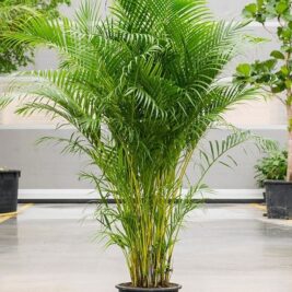 Areca Palm