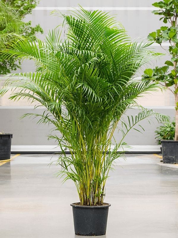 Areca Palm