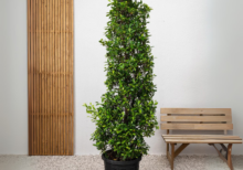 Ficus Nitida Cone – Majestic Tree with Elegant Shape