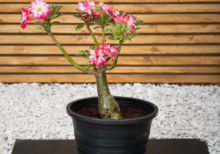 Desert Rose – Striking Succulent Shrub