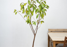 Guava Tree