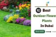 _10 BEST Outdoor Flowering Plants