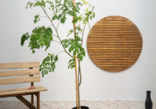 Drumstick Tree – Nutritious Tree with Unique Seed Pods