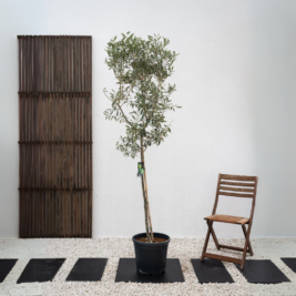 Thin Trunk Olives 1.5m – 1.8m