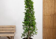 Ficus Panda Cone