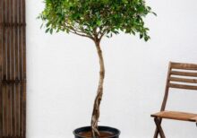 Ficus Nitida 1 Head