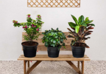 Balcony Plant Bundle (Pink Pixie | Croton | Gardenia)