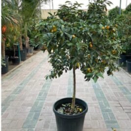 Untitled design (164)