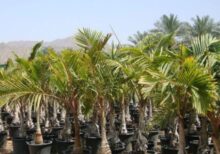 Bottle Palm