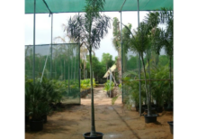 Foxtail Palm